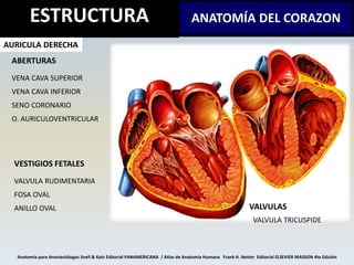 Anatomía para Anestesiólogos Snell & Katz Editorial PANAMERICANA / Atlas de Anatomía Humana Frank H. Netter Editorial ELSE...