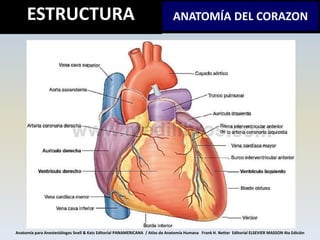Anatomía para Anestesiólogos Snell & Katz Editorial PANAMERICANA / Atlas de Anatomía Humana Frank H. Netter Editorial ELSE...