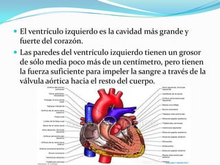  El ventrículo izquierdo es la cavidad más grande y

fuerte del corazón.
 Las paredes del ventrículo izquierdo tienen un...