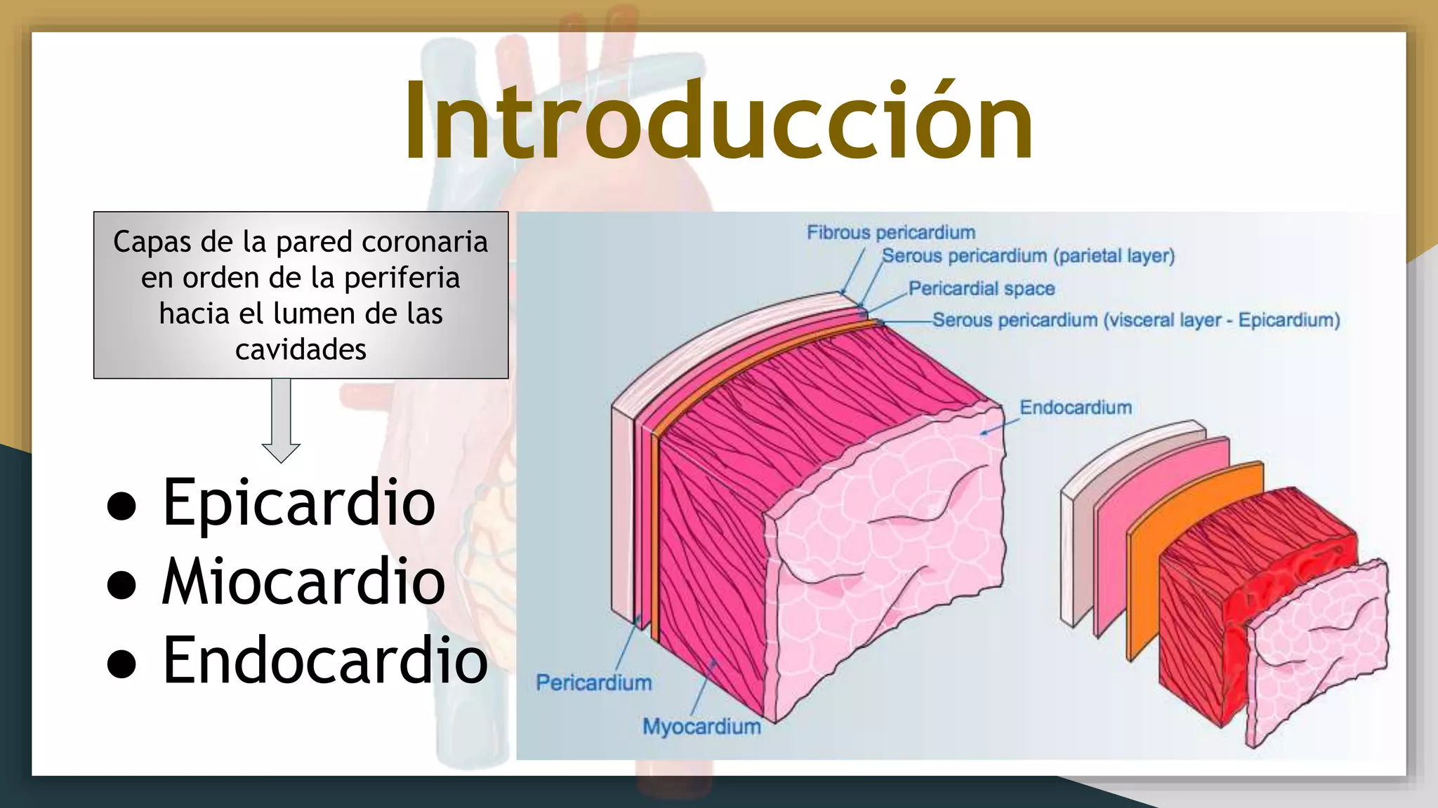 Anatomía cardiaca | PPTX