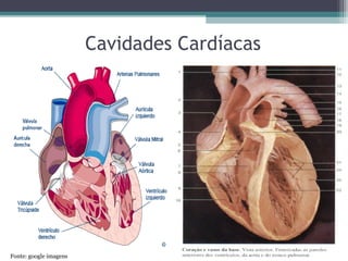 Cavidades Cardíacas
Fonte: google imagens
 