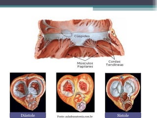 Diástole SístoleFonte: auladeanatomia.com.br
 