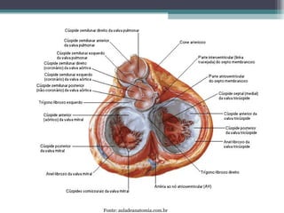Fonte: auladeanatomia.com.br
 