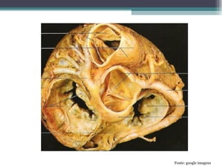 Fonte: google imagens
 