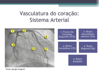 Vasculatura do coração:
Sistema Arterial
Fonte: google imagens
 