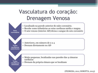 Vasculatura do coração:
Drenagem Venosa
(PEDROSA, 2011; SOBOTTA, 2013)
 