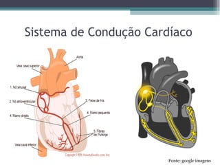 Sistema de Condução Cardíaco
Fonte: google imagens
 