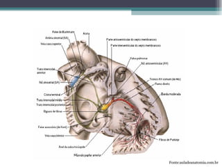 Fonte:auladeanatomia.com.br
 