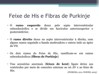 • O ramo esquerdo desce pelo septo interventricular
subendocárdico e se divide em fascículos anterossuperior e
posteroinferior.
• O ramo direito desce no septo interventricular à direita, com
alguns ramos seguindo a banda moderadora e outros indo ao ápice
do VD.
• Os dois ramos do Feixe de His, ramificam-se em ramos
subendocárdicos (fibras de Purkinje)
• Vias acessórias anormais (feixes de kent) ligam átrios aos
ventrículos por meio de conexões externas ao nó AV e ao feixe de
His.
Feixe de His e Fibras de Purkinje
(PEDROSA, 2011; WOODS, 2005)
 