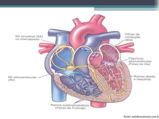 Fonte: auladeanatomia.com.br
 
