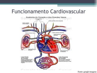Fonte: google imagens
Funcionamento Cardiovascular
 