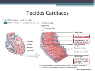 Tecidos Cardíacos
Fonte: google imagens
 