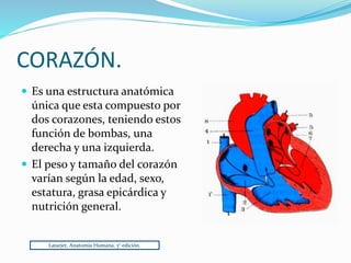  Es una estructura anatómica
única que esta compuesto por
dos corazones, teniendo estos
función de bombas, una
derecha y una izquierda.
 El peso y tamaño del corazón
varían según la edad, sexo,
estatura, grasa epicárdica y
nutrición general.
CORAZÓN.
Latarjet, Anatomía Humana, 3° edición.
 