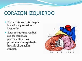 CORAZON IZQUIERDO
 El cual está constituido por
la aurícula y ventrículo
izquierdo.
 Estas estructuras reciben
sangre oxigenada
proveniente de los
pulmones y es expulsada
hacia la circulación
general.
 