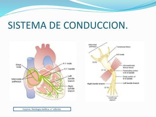 SISTEMA DE CONDUCCION.
Guyton, fisiología médica, 11° edición.
 