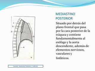 MEDIASTINO
POSTERIOR
Situado por detrás del
plano frontal que pasa
por la cara posterior de la
tráquea y contiene
fundamentalmente al
esófago y la aorta
descendente, además de
elementos nerviosos,
vasculares y
linfáticos.
Latarjet, Anatomía Humana, 3° edición.
 