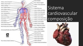 Sistema
cardiovascular
composição
 