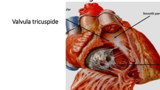 Valvula tricuspide
 