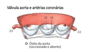 Válvula aorta e artérias coronárias
 