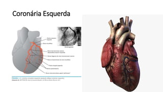Coronária Esquerda
 