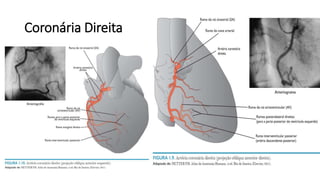 Coronária Direita
 