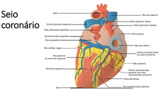 Seio
coronário
 