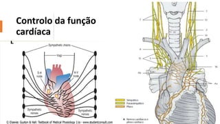 Controlo da função
cardíaca
 