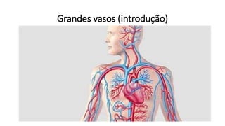 Grandes vasos (introdução)
 
