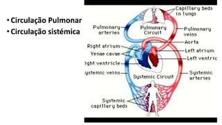 •Circulação Pulmonar
• Circulação sistémica
 