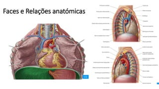 Faces e Relações anatómicas
 