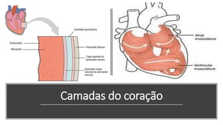 Camadas do coração
 