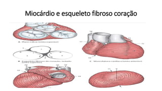 Miocárdio e esqueleto fibroso coração
 
