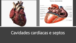 Cavidades cardíacas e septos
 