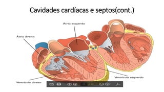 Cavidades cardíacas e septos(cont.)
 