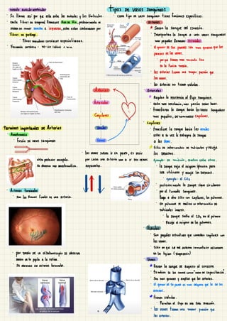 nodulo auriculo ventricular
tipos De vasos sanguíneos
Se llama así
por que esta entre las auriculas y
los Ventriculos.
·
cada
tipo de
vaso sanguino
tiene funciones Especiticsen
·
Emite Fibras en Diagonal Llamadas Haz de His , posteriormente se
Dividen En ramas Derecha e Izquerda ,
Estas estan conformadas
por
* Sacan la sangre del corazón.
-
Fibrasepurkingaculares cardiacas Especializadas.
-
TranssanoSe
·
Frecuencia cardiaca : 40-60 latinos x min .
En la tunica media
.
⑰
·
·
~
Arterias Arteriolas
· Arteridas *
Regulan la resistencia al flujo Sanguineo.
Entre mas resistencia ,
mas
presión debes hacer
.
capilans D
·
transfieren la sangre hacia los Vasos Sangureos
mas
pequeños
, denominados Capilares.
·
capilares
Terminos importantes de Arterias ·
transfier la
sangre hacia las venulas
Anastomosis Estas a su vez le entregan la sangr
fusión De vasos sanguíneos a las Venus
.
* Sitio de intercambio de nutrientes y recoje
Fina sempo en músculo ,
combro Entr e
!
los DESEchos .
vista posterior Escapula.
por
Se observa red anastomotica
. adyacentes
. la sangre Deja el
exigeno glucosa para
ser Utilizado
Y LECOje Los DESECHO .
/ ·
Ejemplo : El CO2
·
posteriormente la sangre sigue circulando
·
Arterias terminales V V ·
por el torrente
Sanguineo .
son las Ramas finales de una arteria
.
Llega a otro sitio con
capilares,
los pulmones.
·
En
pulmones se realiza un intercambio de
nutrientes inverso
.
·
la sangre sulta el 202 En El pulmon
Recoje el oxigeno de los pulmones
·
Venulas
·
Son
pequeñas estructuras que conectan
capilares con
las venas
P
·
·
Sitio en
que ce del sistema inmunitario defienden
·
por medio de un
oftalmoscopio se observa En los tejidos (DiapeDesis)
Dentro de la
pupila a la retina
. Venas
Se observan sus auterias terminales
. * llevan la sangre de
Regreso al corazon
·
también se les conoce como "vasos de capacitancia".
Son mas
grandes y amplias que las arterias.
/
 