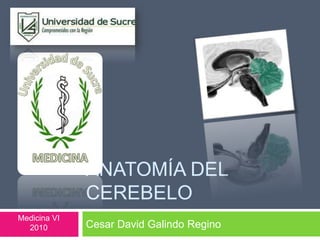 Anatomía del cerebelo  Cesar David Galindo Regino Medicina VI 2010 