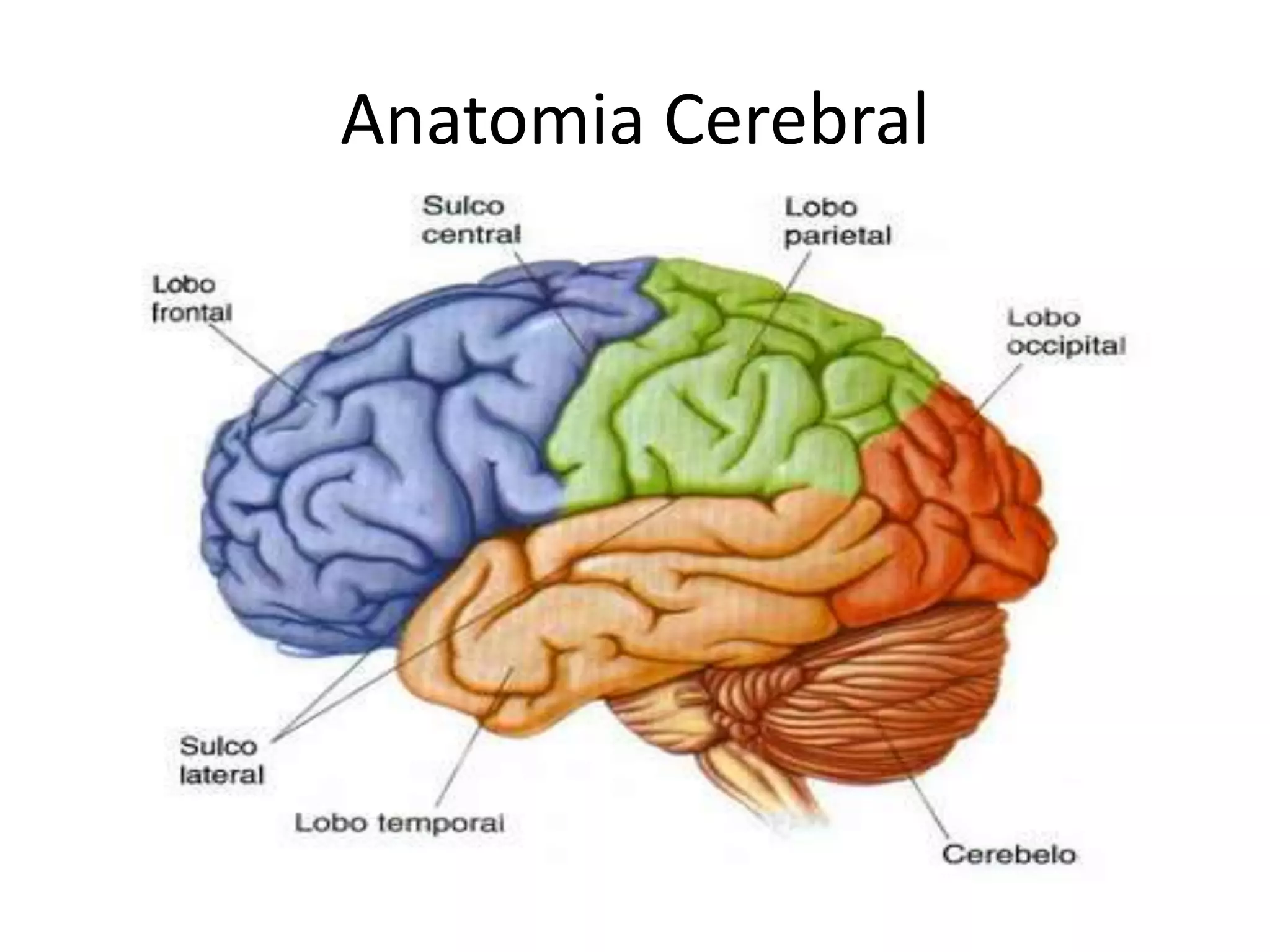 Anatomia Cerebral | WWW.ENFERMAGEMSECULO21.COM.BR