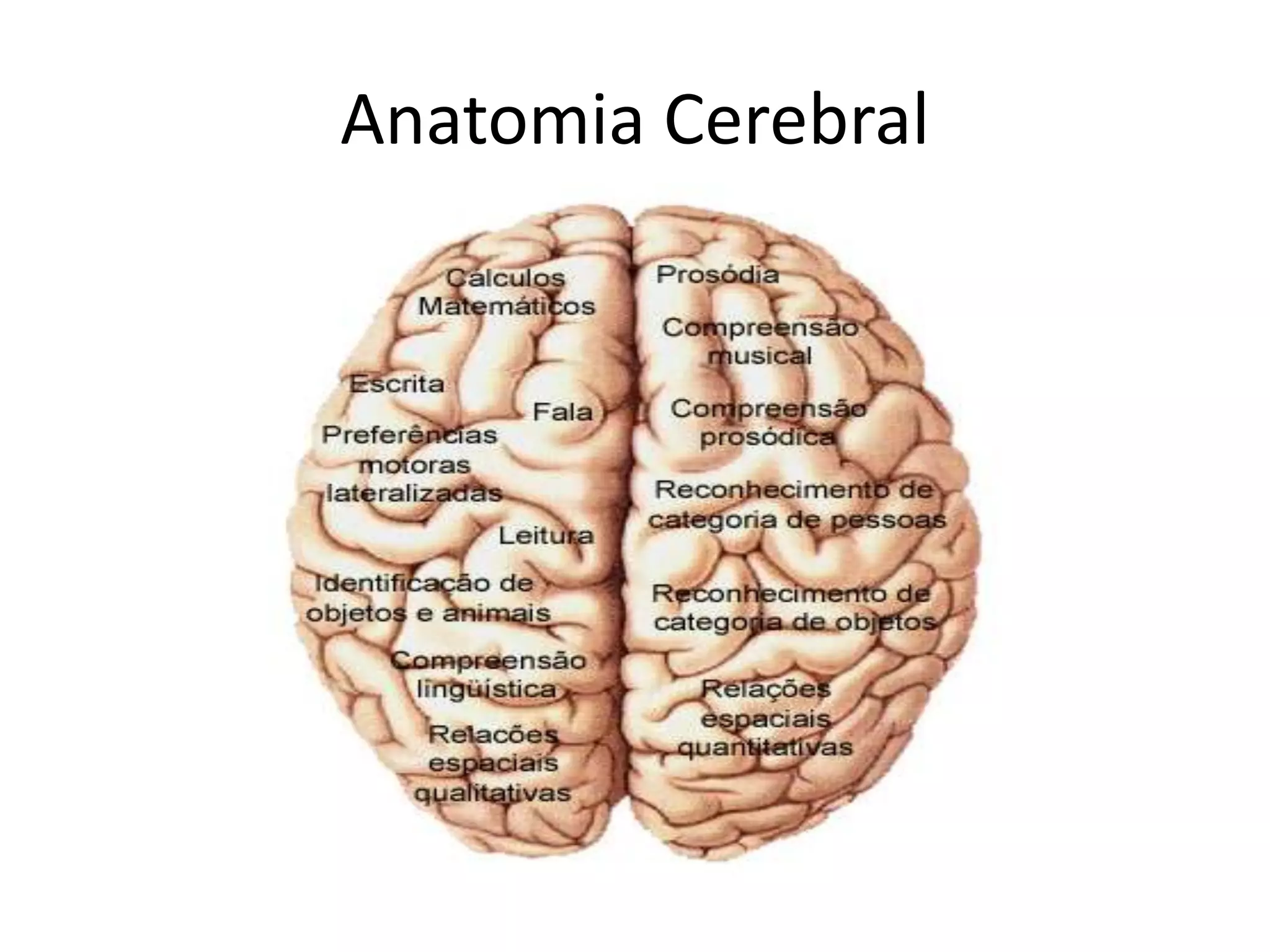 Anatomia Cerebral | WWW.ENFERMAGEMSECULO21.COM.BR