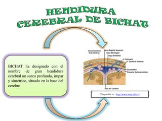 BICHAT ha designado con el
nombre de gran hendidura
cerebral un surco profundo, impar
y simétrico, situado en la base del
cerebro
Disponible en : http://www.med.ufro.cl
 