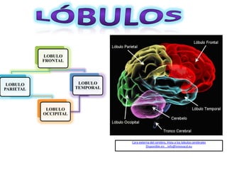 LOBULO
FRONTAL
LOBULO
PARIETAL
LOBULO
OCCIPITAL
LOBULO
TEMPORAL
Cara externa del cerebro, Vista a los lobulos cerebrales
Disponible en: , info@innovacd.eu
 