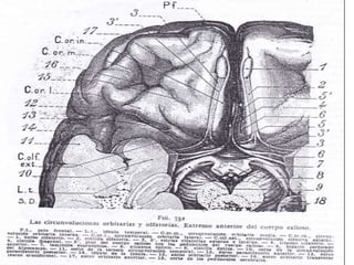 Anatomia cerebro