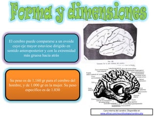 El cerebro puede compararse a un ovoide
cuyo eje mayor estuviese dirigido en
sentido anteroposterior y con la extremidad
más gruesa hacia atrás
Su peso es de 1.160 gr para el cerebro del
hombre, y de 1.000 gr en la mujer. Su peso
específico es de 1.030
Cara interna del cerebro. Disponible en
www.alfinal.com/neurofisiologia/cerebro.php
 