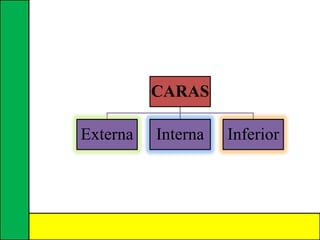 CARAS
Externa Interna Inferior
 