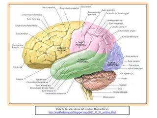 Vista de la cara externa del cerebro. Disponible en
http://worlderlenmeyer.blogspot.com/2012_11_01_archive.html
 