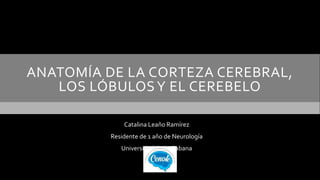 ANATOMÍA DE LA CORTEZA CEREBRAL,
LOS LÓBULOSY EL CEREBELO
Catalina Leaño Ramírez
Residente de 1 año de Neurología
Universidad de La Sabana
 