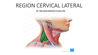 REGION CERVICAL LATERAL
Dr. NELSON MASCO HUALLPA
 