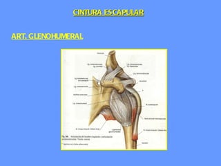 ART. GLENOHUMERAL CINTURA ESCAPULAR 