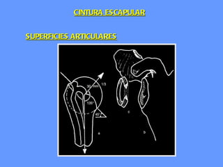 SUPERFICIES ARTICULARES CINTURA ESCAPULAR 