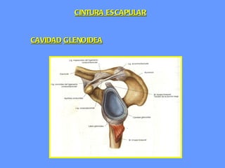 CAVIDAD   GLENOIDEA CINTURA ESCAPULAR 