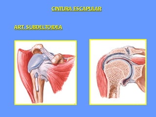 ART. SUBDELTOIDEA CINTURA ESCAPULAR 